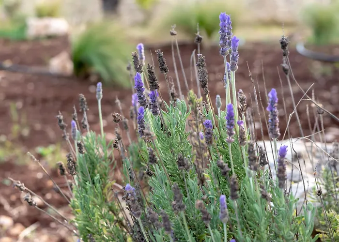 Manghisi - Isulatravel 노토